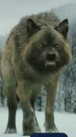 Collin en loup