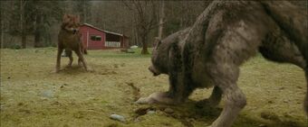 Paul Lahote Twilight Saga Wiki Fandom
