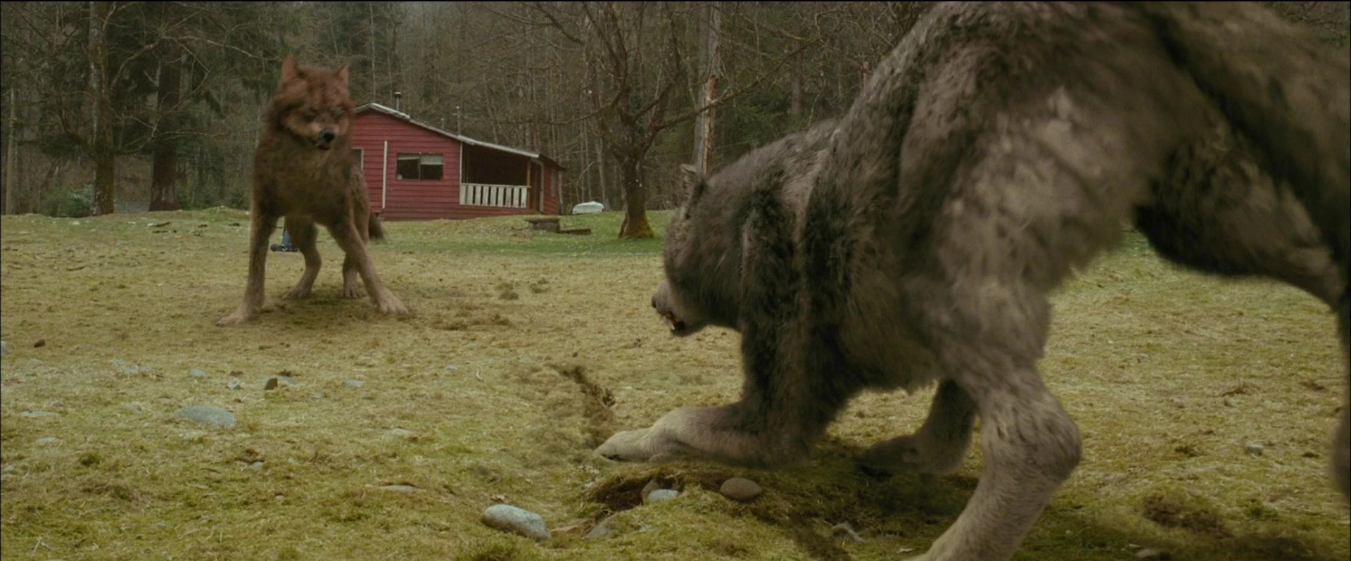 Paul Lahote Twilight Saga Wiki FANDOM powered by Wikia