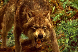 Newmoonwolf