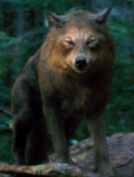twilight wolf forms twilight wolf forms