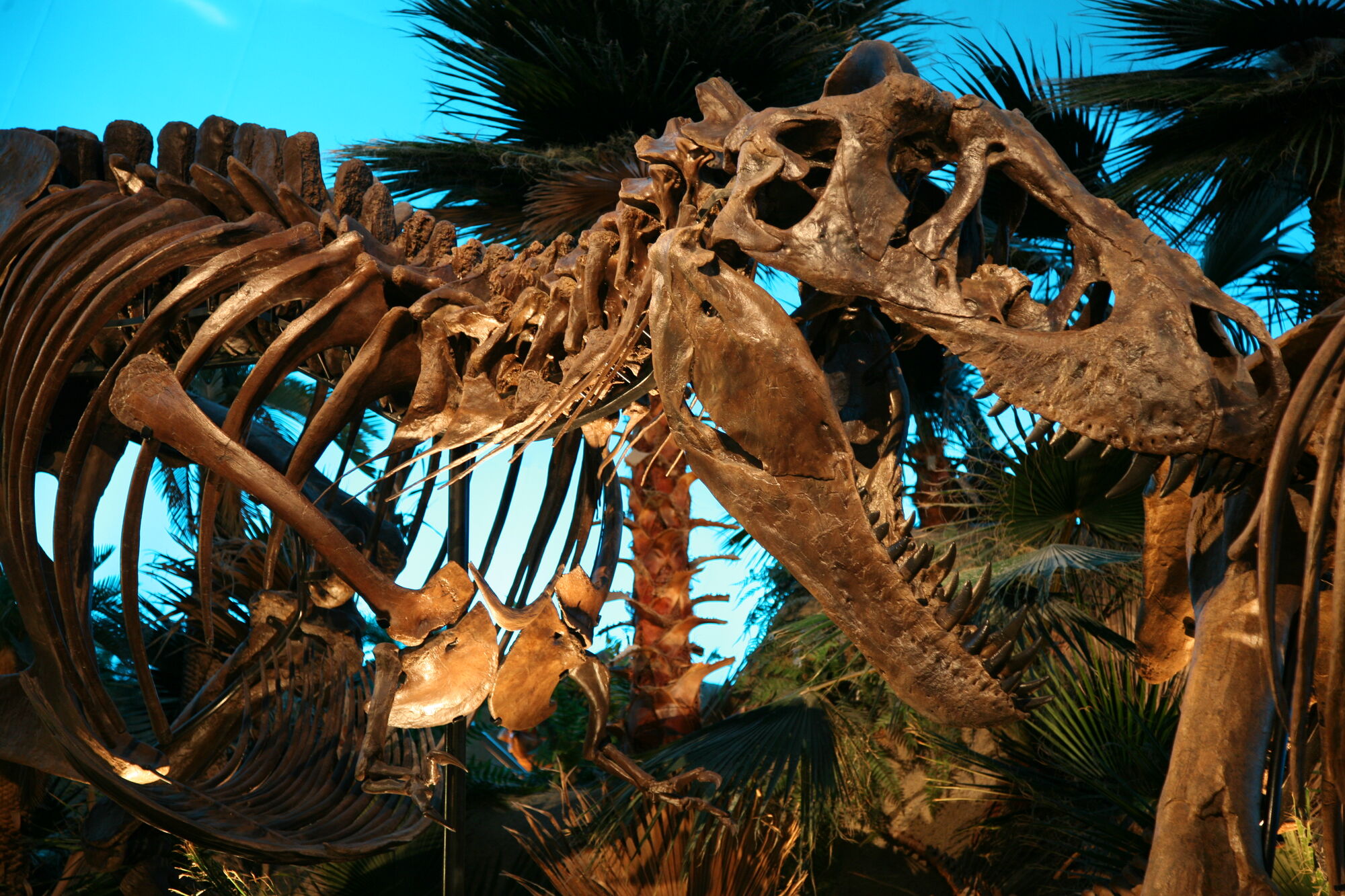 bucky the t rex