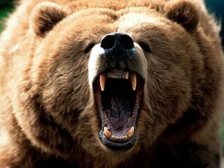 Feeling grizzly-1600x1200