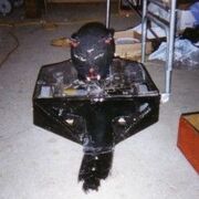 Tuka The Cat