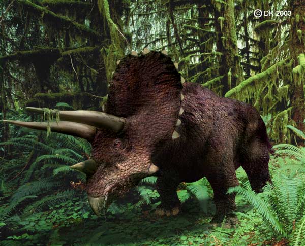 were triceratops herbivores