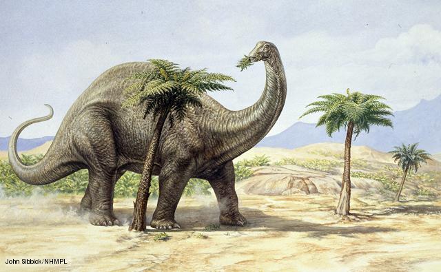 Apatosaurus | The Ultimate Dinosaur Wiki | FANDOM powered by Wikia