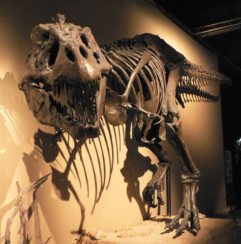 File:Trex-fossil.jpg