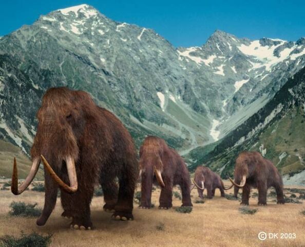 File:599px-Mammoth.jpg