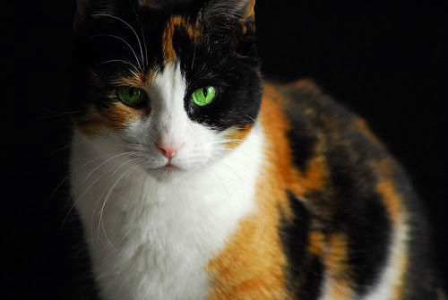 Image result for pretty tortoiseshell cat