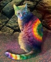 Rainbowcat.