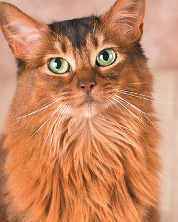 Foxleap Ultimate Warrior Cats Wiki Fandom