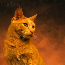 Firestar And Cinderpelt Relationship Ultimate Warrior Cats Wiki