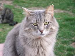 Graystripe