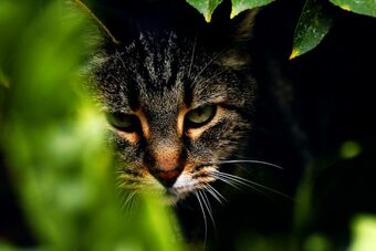 Tigerstar Ultimate Warrior Cats Wiki Fandom