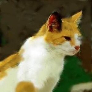 Cloudtail And Brightheart Relationship Ultimate Warrior Cats Wiki Fandom