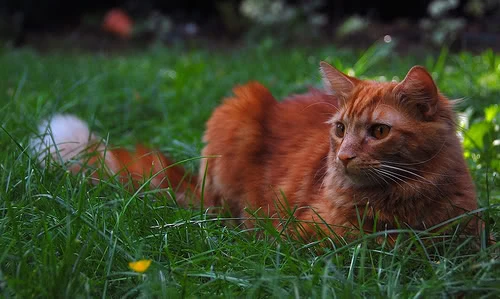 latest?cb=20180717082615