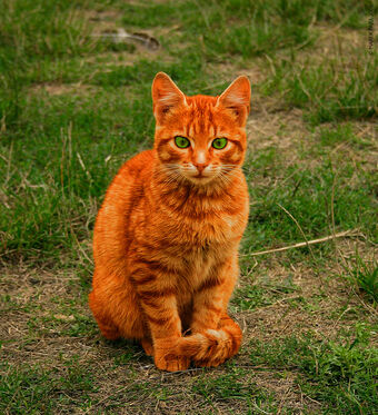 Firestar Ultimate Warrior Cats Wiki Fandom