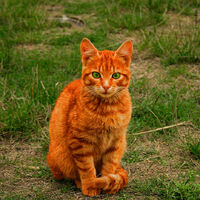 Firestar Ultimate Warrior Cats Wiki Fandom
