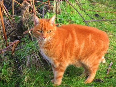 latest?cb=20160825120042