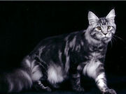 Category Silver And Black Tabbies Cats Ultimate Warrior Cats