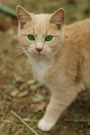 misha ultimate warrior cats wiki fandom powered by wikia