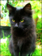 UWCW hollyleaf