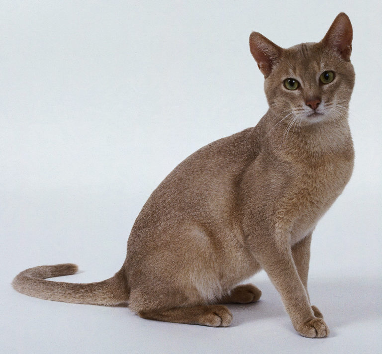 Category Brown cats Ultimate Warrior Cats Wiki FANDOM Category Brown cats Ultimate Warrior Cats Wiki FANDOM