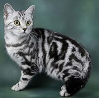Bumblestripe And Dovewing Relationship Ultimate Warrior Cats