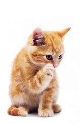 Cherrypaw