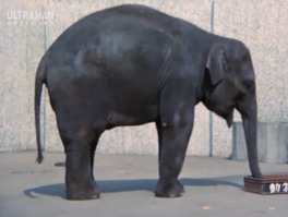 Elephant