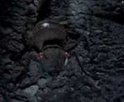 Arindo ants