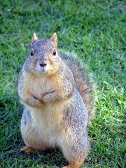 Not a Grey Squirrel..lol, or English..come to that..-O)