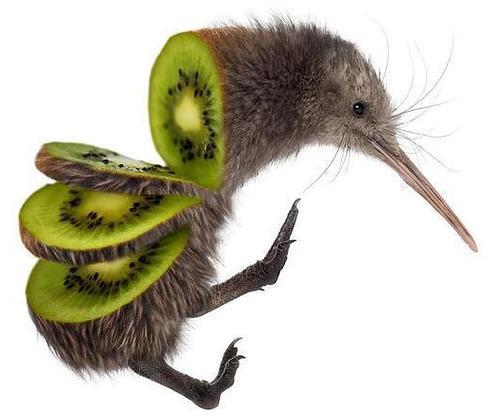 Kiwi | UnAnything Wiki | Fandom