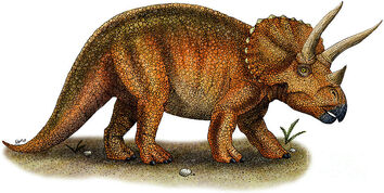 Triceratops