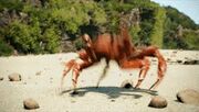 Crabrave