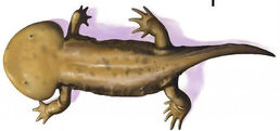 Koolasuchus