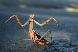 Mantis