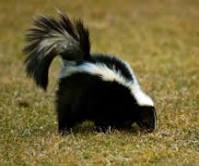 Skunky