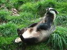 Scarfy-the-badger