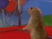 Dramatic-Prairie-Dog