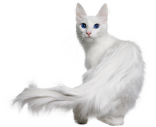 Ceilingcat