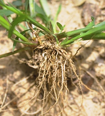 Fibrous root