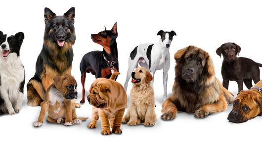 Dogs-build-large-group 637