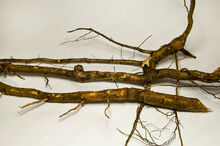 Sassafras root