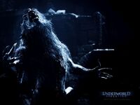 Werewolfuwe