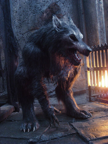 an analysis of werewolf The werewolf, a short story by angela carter the werewolf,” a short fable by angela carter and i then researched into some analysis finding that. an analysis of werewolf The werewolf, a short story by angela carter the werewolf,” a short fable by angela carter and i then researched into some analysis finding that.