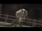 Lizard