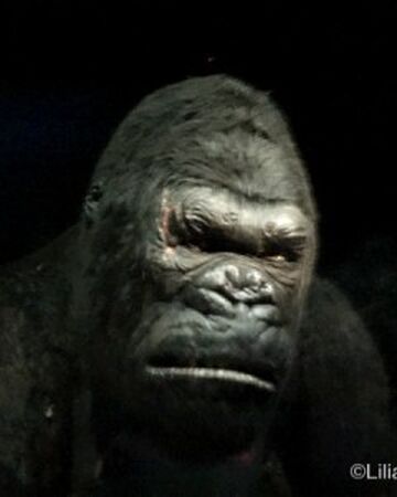 King Kong Character Universal Orlando Wiki Fandom