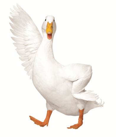 Aflac.jpg