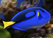 Dory Real
